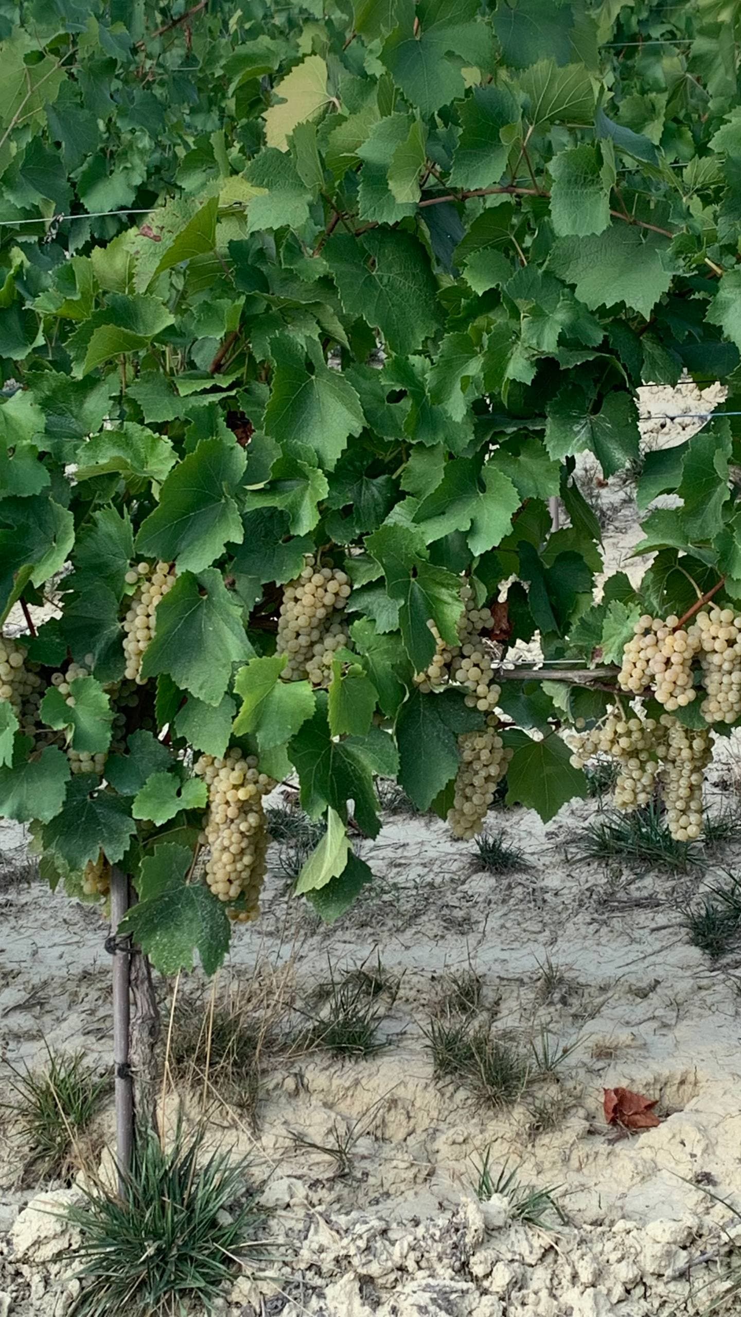 Grappolo di uva bianca — I Vini Bianchi