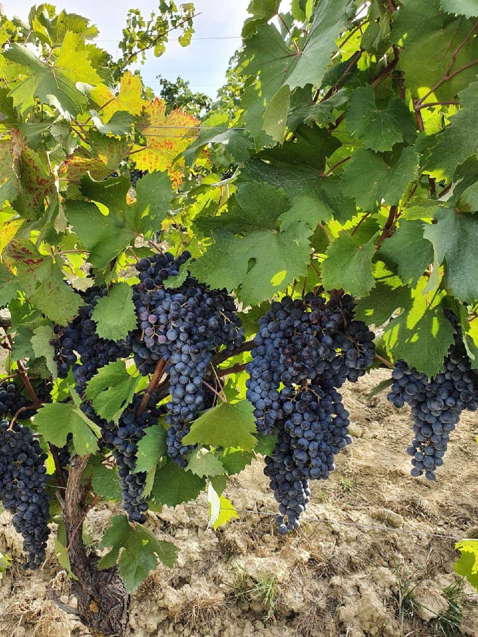 Grappoli di uva rossa del Monferrato — Selezione rossi e rosati Cantina Montarello