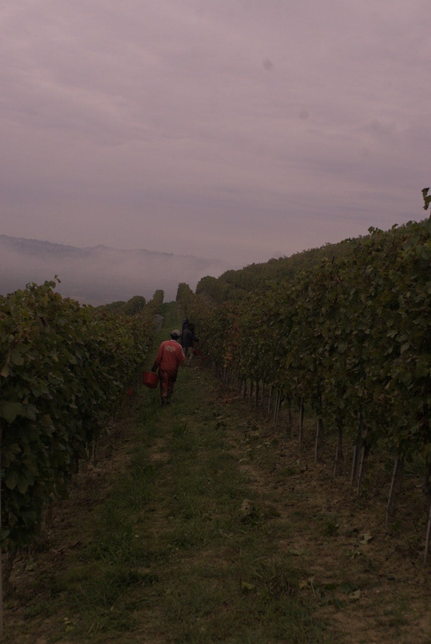 I filari della vigna al Ramello, ai piedi di Vigliano