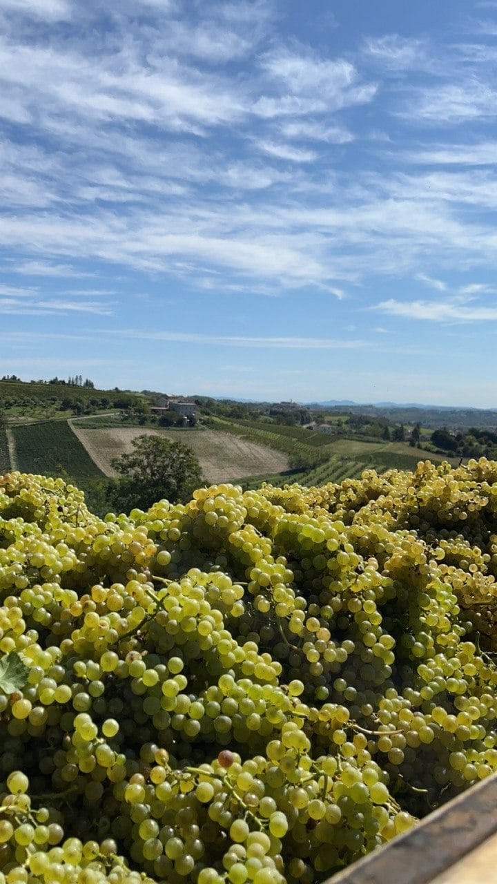Panorama delle colline astigiane dal Bricco Montarello