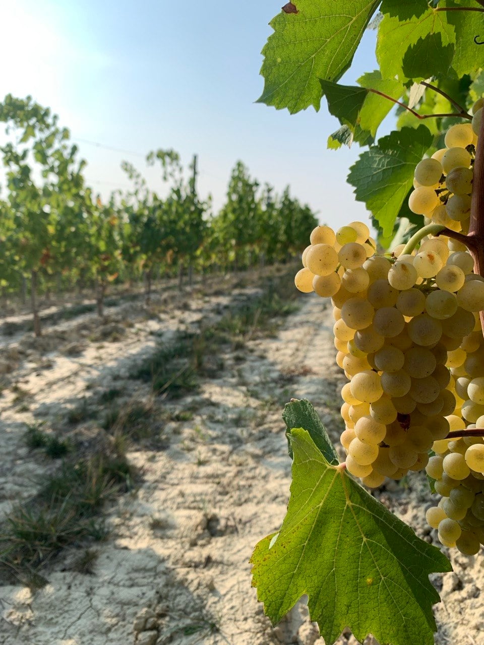 Grappoli d'uva nel vigneto Montarello