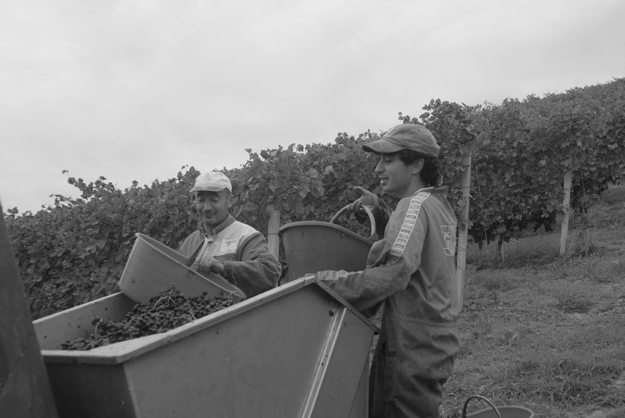 La vigna di Pier Carlo, distese di viti nel Monferrato
